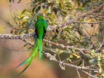 Cerro De La Muerte   Quetzal